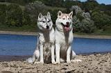 SIBERIAN HUSKY 657
